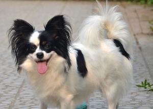 Papillon dog