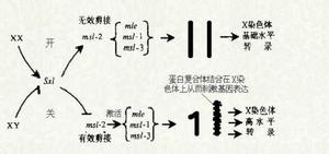 （圖）劑量補償效應