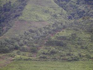 東甫下寨村橡膠地