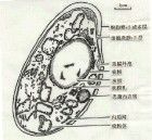 臘腸狀殼孢