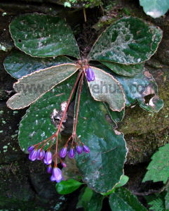 雀苣苔屬