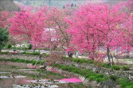 韶關櫻花峪