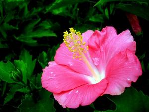 Hibiscus rosa-sinensis