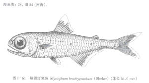 短頜燈籠魚