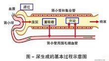 腎臟的濾過功能