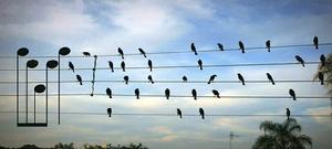 加巴斯·阿格內里把鳥兒和電線看作是音符和五線譜