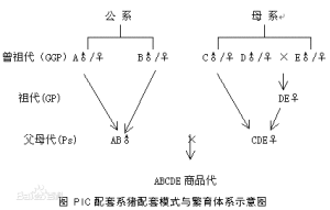 PIC配套系