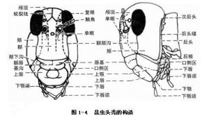 顱中溝