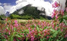 百花嶺美麗景色