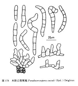 木防已假尾孢