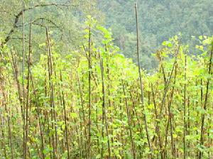 施用功村大豆種植業