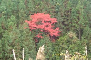 雷公山自然保護區