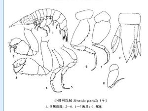 小豬司氏戎