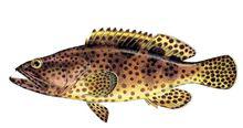 淡水石斑魚圖2