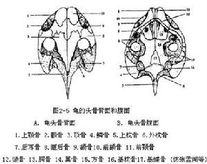 眶後骨