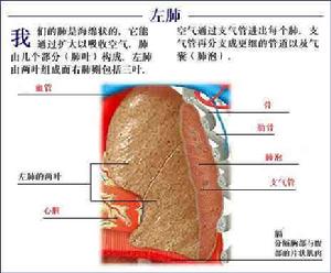 氣管