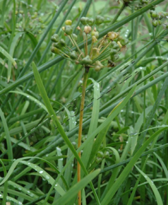 韭菜莖枯病