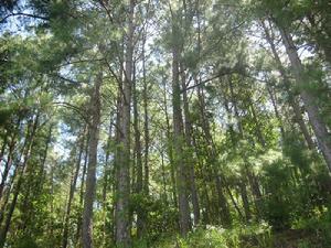 團山自然村[雲南保山施甸縣酒房鄉小寨村委會團山自然村]