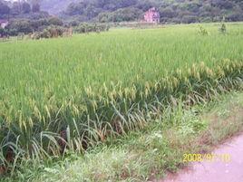 嶺東村[廣東番禺區大崗鎮下轄村]