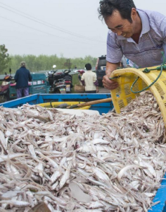 巢湖毛魚