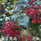 隴南大紅袍花椒