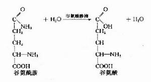 轉氨作用