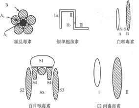 各種外毒素結構示意圖