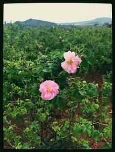 播樂玫瑰花莊園