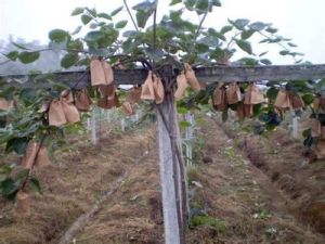 紅陽獼猴桃栽培管理