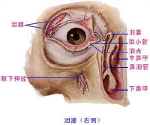 淚囊腫瘤