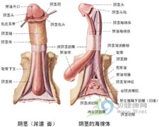 小陰莖