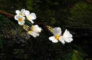 雲南豐澤源植物園