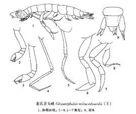 麥氏舌頭戎