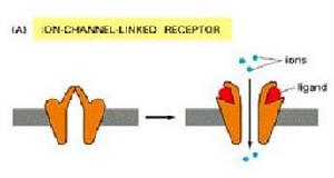 配體依賴性離子通道