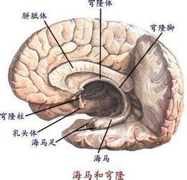 海馬組織