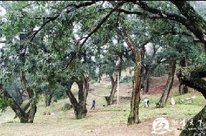 中國香榧森林公園