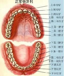 成人磨牙