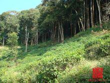 麻黑村普洱茶茶園