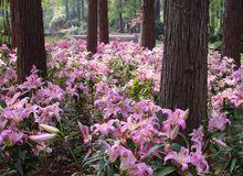 滿地遍野的百合花