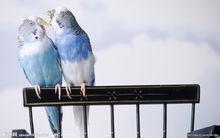 藍月輪鸚鵡