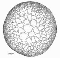 硬江蘺的藻體橫切面