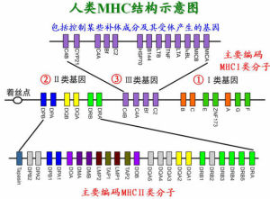 人類MHC結構示意圖