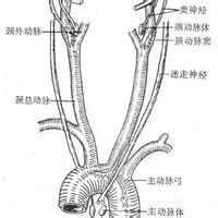 容量血管