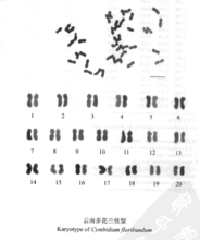 多花蘭核型