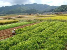 山面自然村