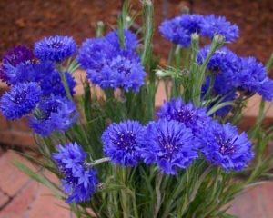 cornflower