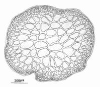 繁枝江蘺的藻體橫切面