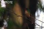 棕頰蜂鳥