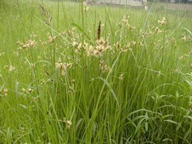 帚狀苔草