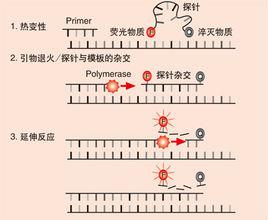 Realtime PCR